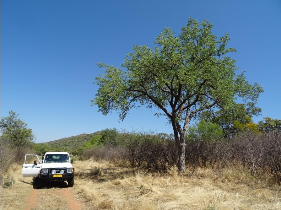 Auf verschiedenen Routen wurden 281 Marula Bäume auf Ghaub kartiert.
