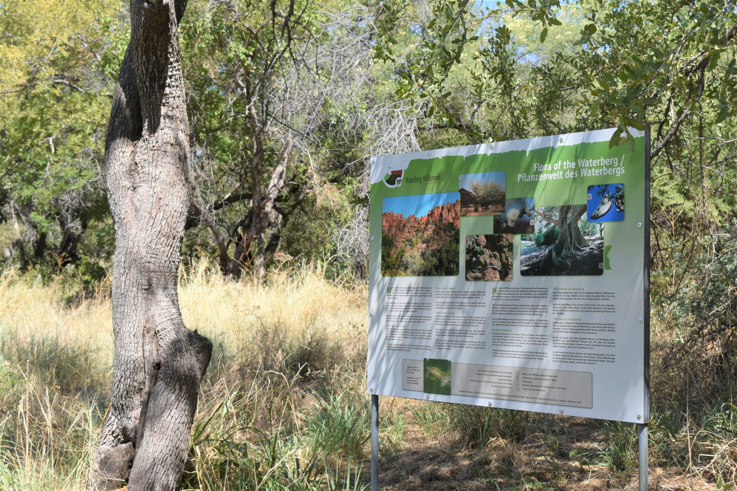 Im Tal des privaten Naturreservates Waterberg Wilderness werden Bäume und andere Pflanzen am Wegesrand durch kleine Info-Tafeln vorgestellt.