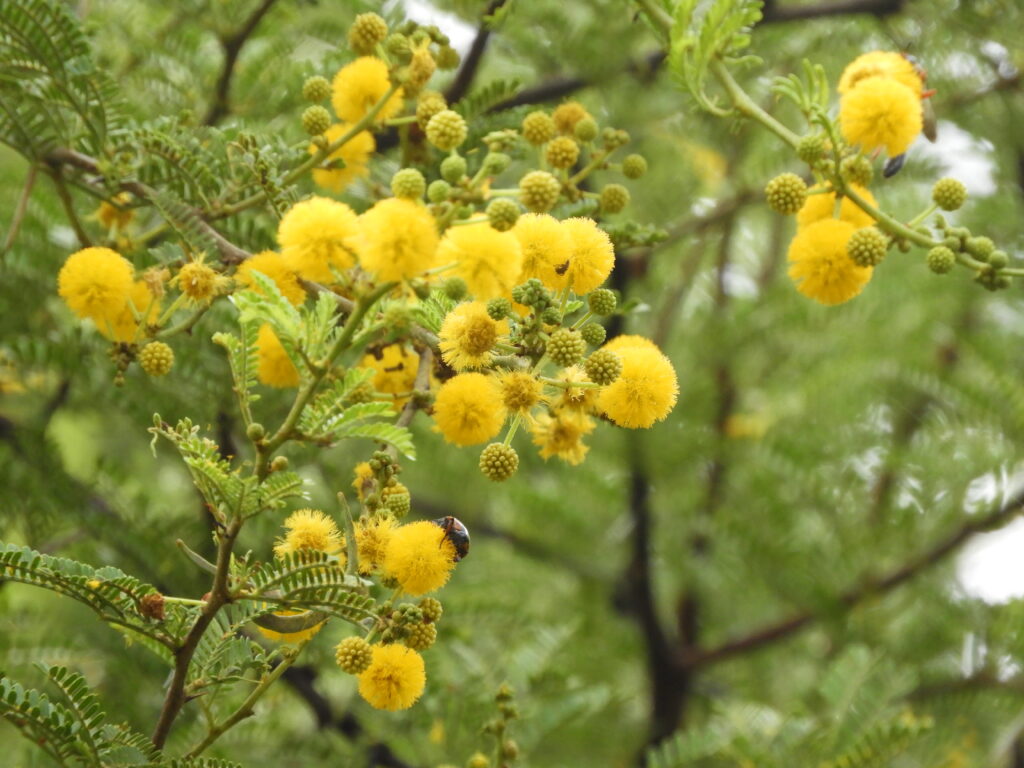 Der süße Duft der goldgelben Blüten lockt zahlreiche Bienen, Schmetterlinge und andere Insekten an
